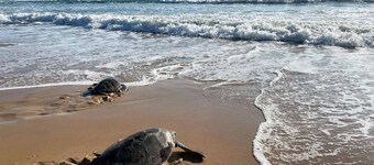 Turtle Lane, steps to the beach, pet-friendly, family beach house.