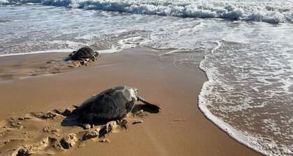 Turtle Lane, steps to the beach, pet-friendly, family beach house.