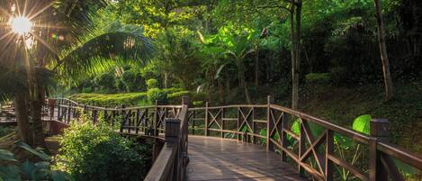 Un puente de madera en un área boscosa y verde, con luz del sol filtrándose entre los árboles.