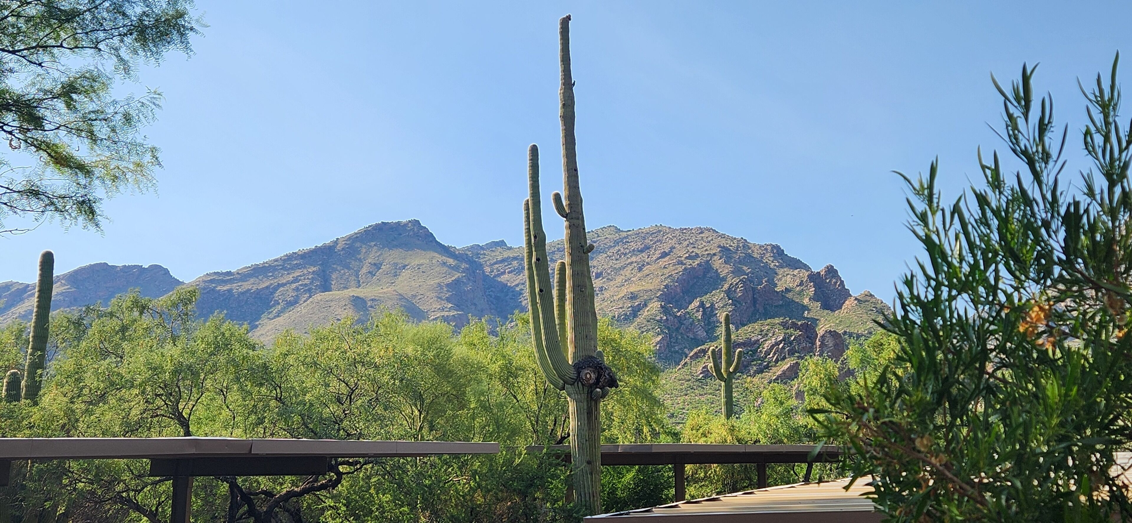 Your Serenity in a Sonoran Oasis