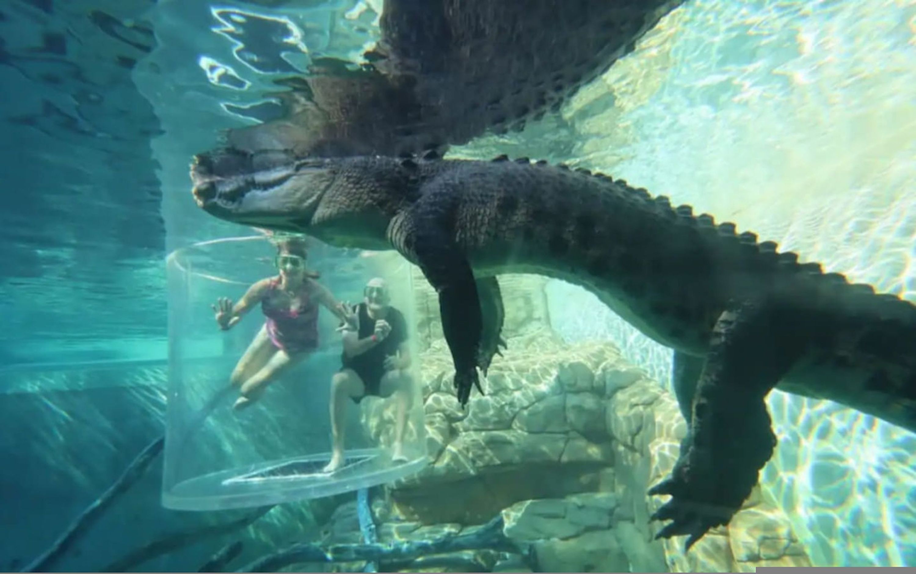 An underwater scene with a large alligator and two people in a transparent enclosure.