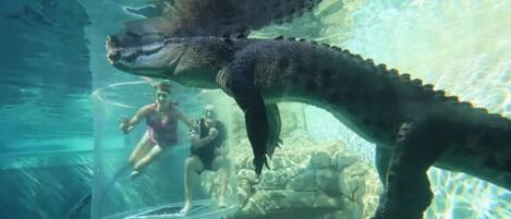 An underwater scene with a large alligator and two people in a transparent enclosure.