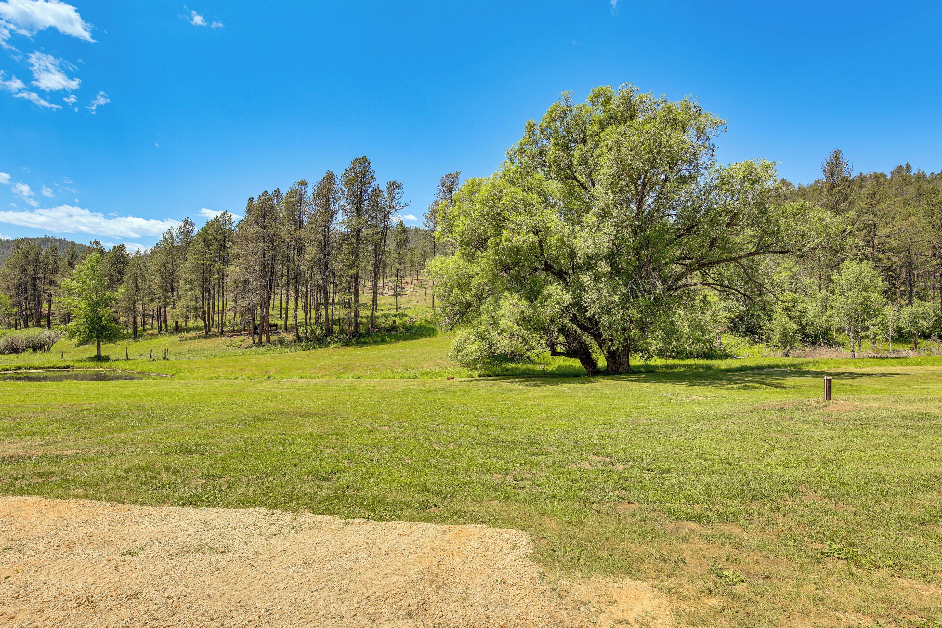 A grassy field with a large tree in the center and a forest in the background.