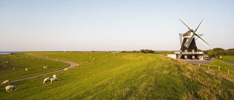 A windmill on a grassy hill with sheep grazing in the foreground.