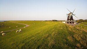 A windmill on a grassy hill with sheep grazing in the foreground. - Apartment Müllerwohnung with Terrace (Pellworm)