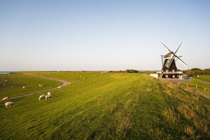 A windmill on a grassy hill with sheep grazing in the foreground. - Apartment Müllerwohnung with Terrace (Pellworm)