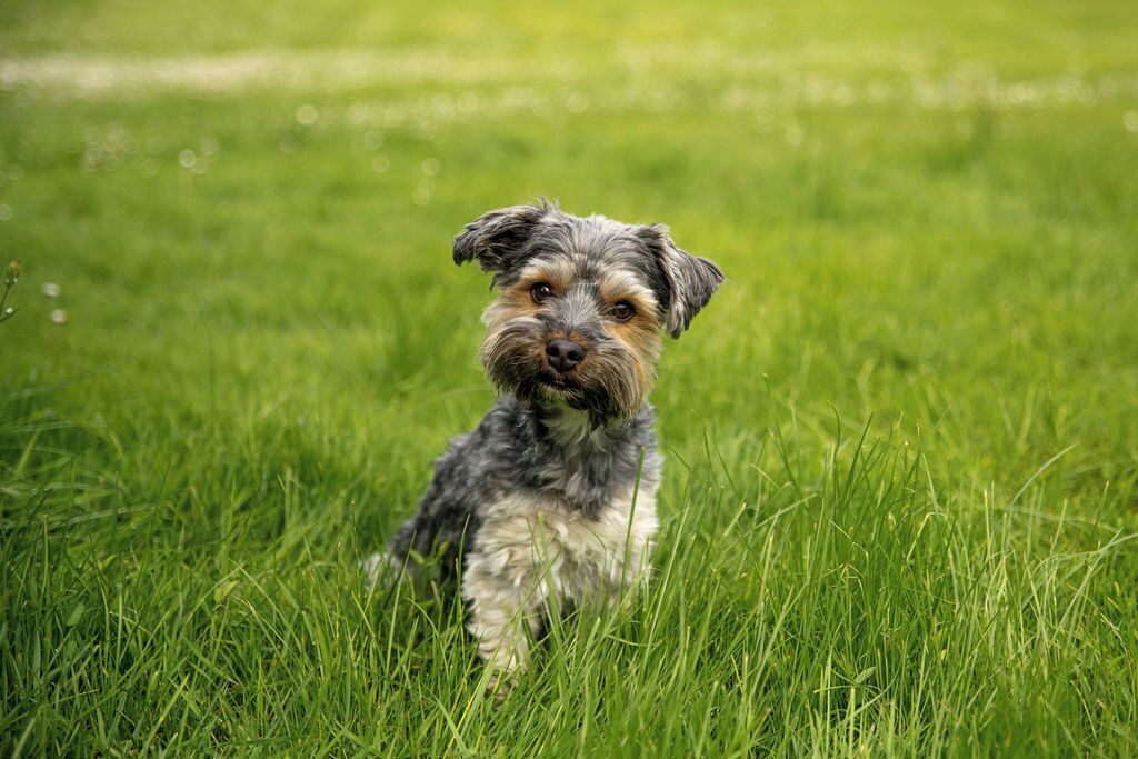 Een hond zit in een grasveld.