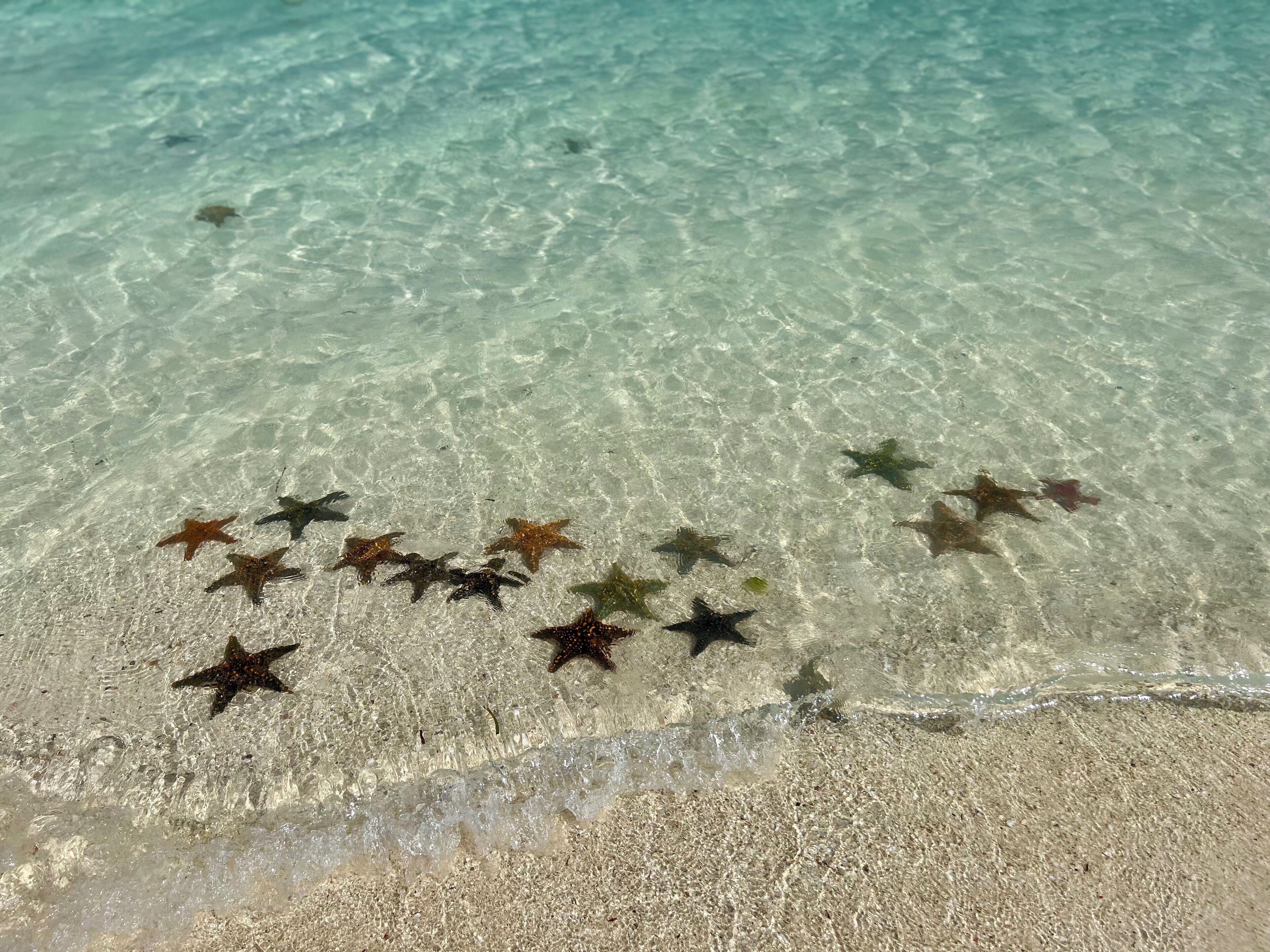 A beach with clear shallow water and starfish on the sand.