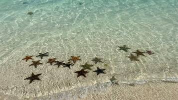 A beach with clear shallow water and starfish on the sand.