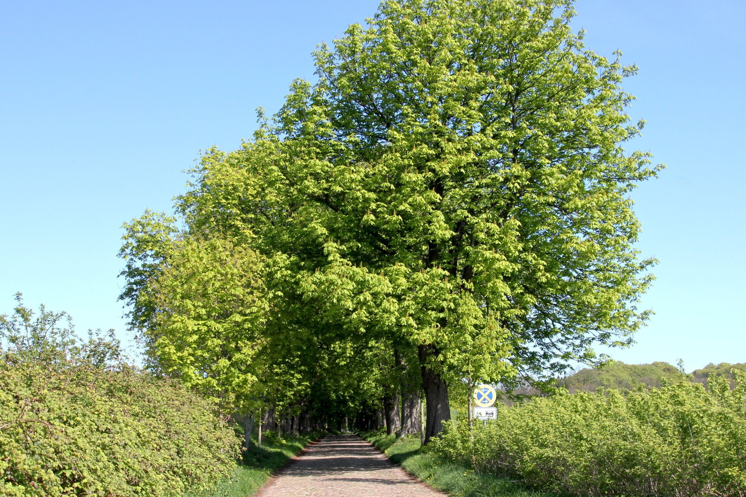 Un sentier bordé d’arbres, sous un ciel dégagé.
