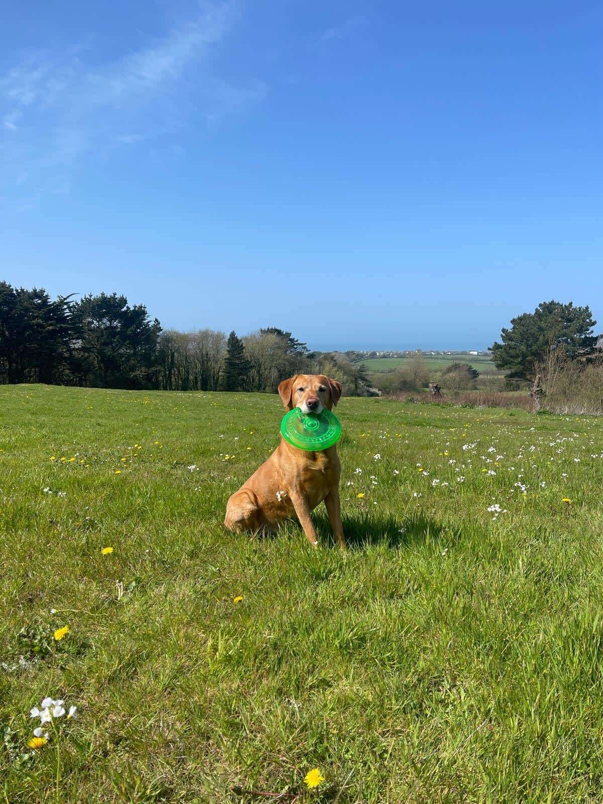 A dog sitting in a grassy field with a green frisbee in its mouth.