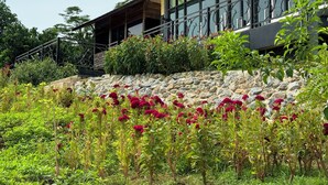 A modern building with a stone retaining wall and a variety of flowering plants in front. - DOI LUANG SCENE (Chiang Dao)