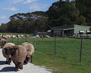 Dusj, hårføner, håndklær og såpe
