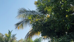Een weelderige tuin met palmbomen en diverse andere beplanting, een betonnen muur en een gebouw op de achtergrond.