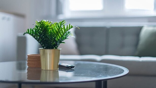 A potted plant on a glass table with a remote control beside it, in a room with a sofa and a window in the background.