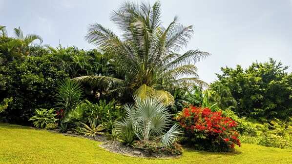 Um jardim exuberante com diversas plantas tropicais, incluindo uma palmeira imponente e arbustos floridos em vermelho.
