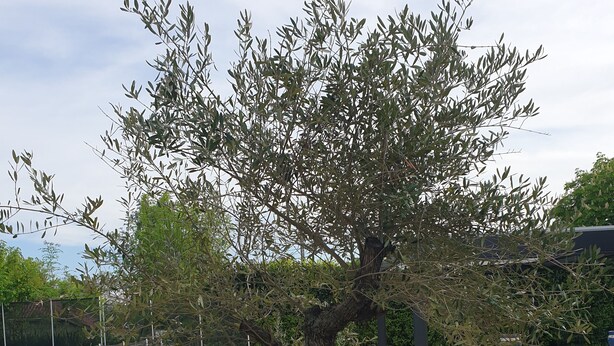 A potted tree with a thick trunk and sparse foliage in a landscaped area with a pool and lounge chairs. - Comfortable villa with pool in the countryside (Foissiat)