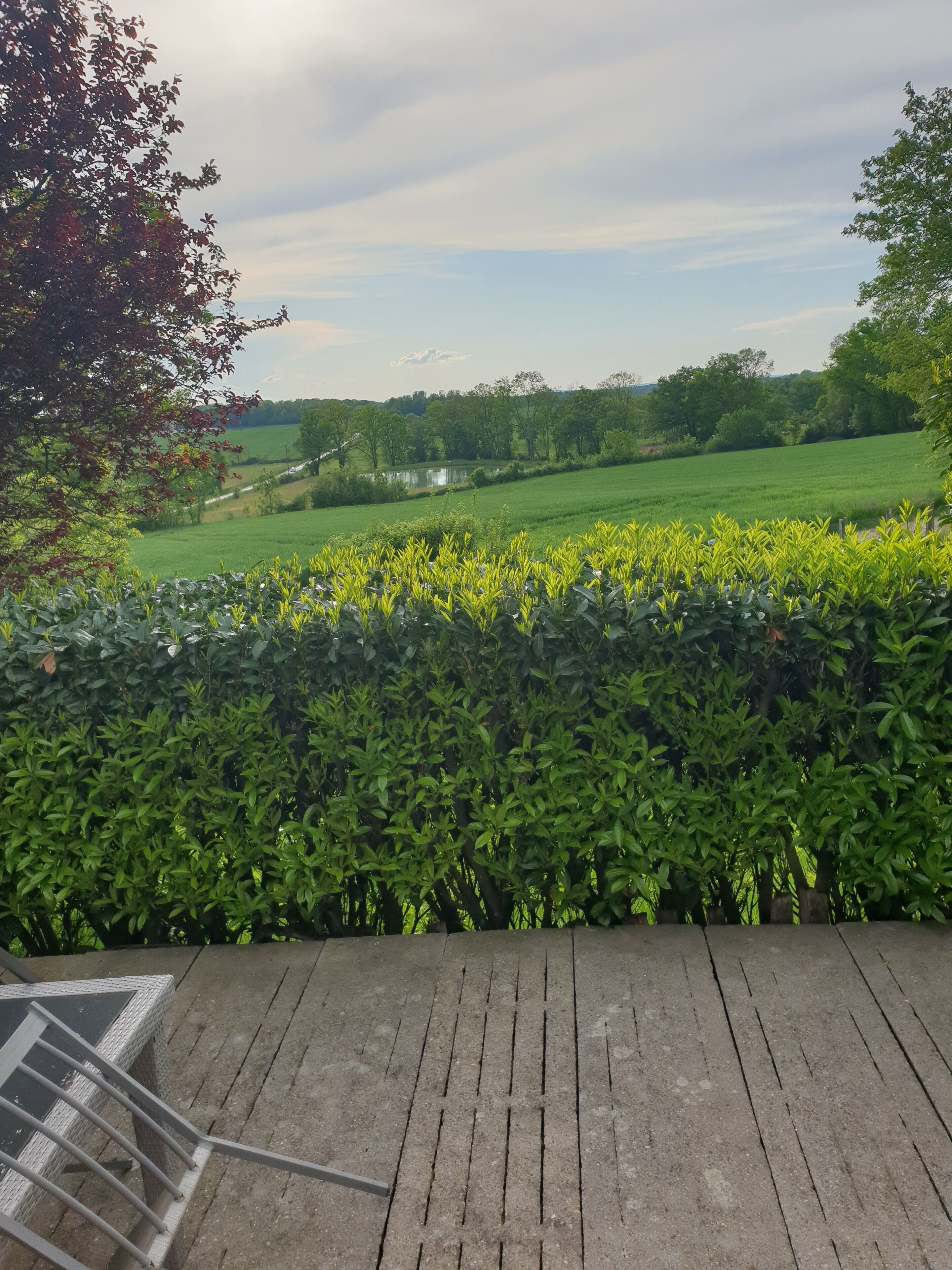 Une vue d’un champ verdoyant, avec une haie au premier plan et un ciel nuageux en arrière-plan.