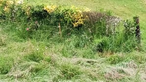 A grassy area with a deer standing near a path. - La Cireygeade (St Martial de Gimel)