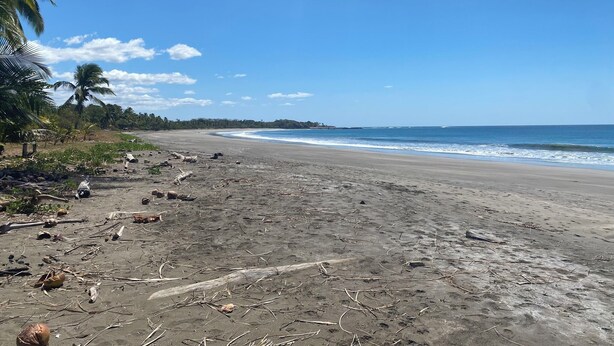 Une plage jonchée de débris et bordée de palmiers.