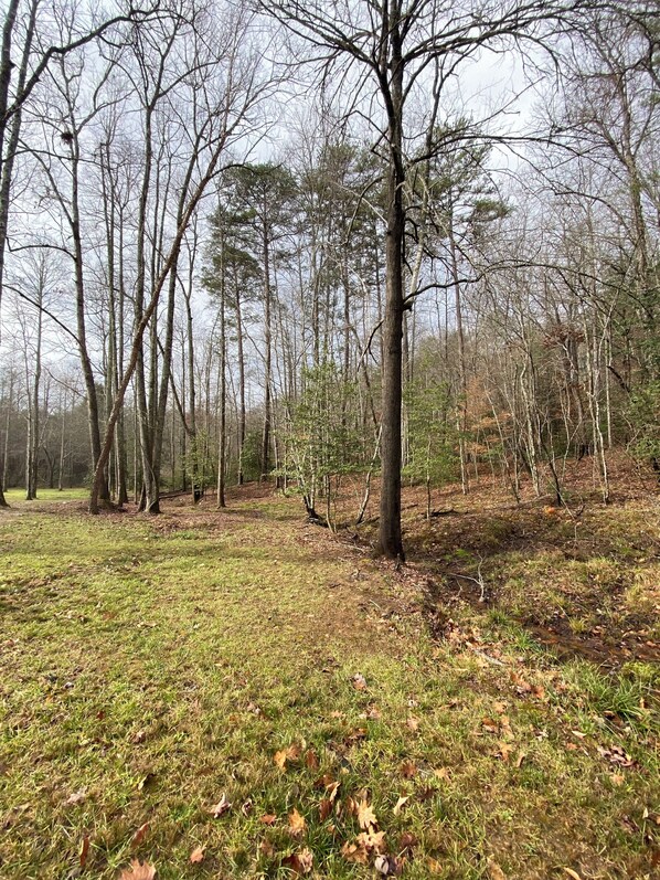 Une zone boisée avec un sentier herbeux et des arbres.