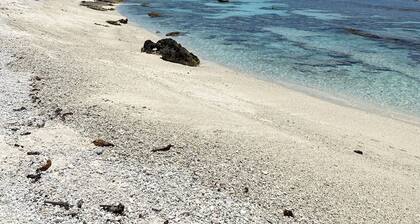 MOOREA CHILL AND BEACH LODGE