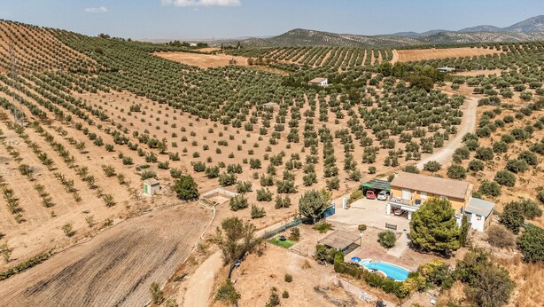 Um olival com fileiras de árvores, uma casa com piscina e um céu claro.