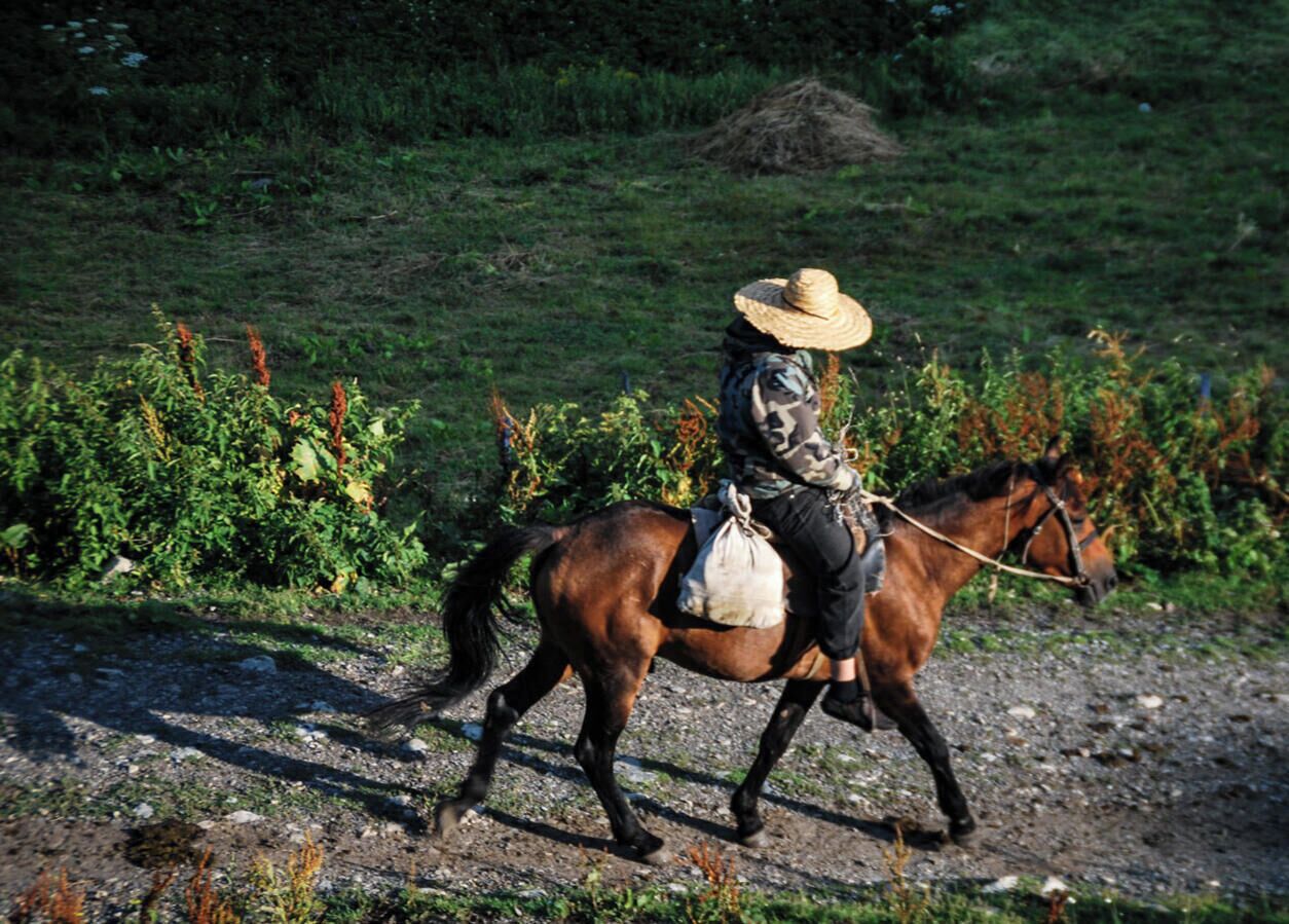 A person riding a horse on a dirt path with greenery in the background.