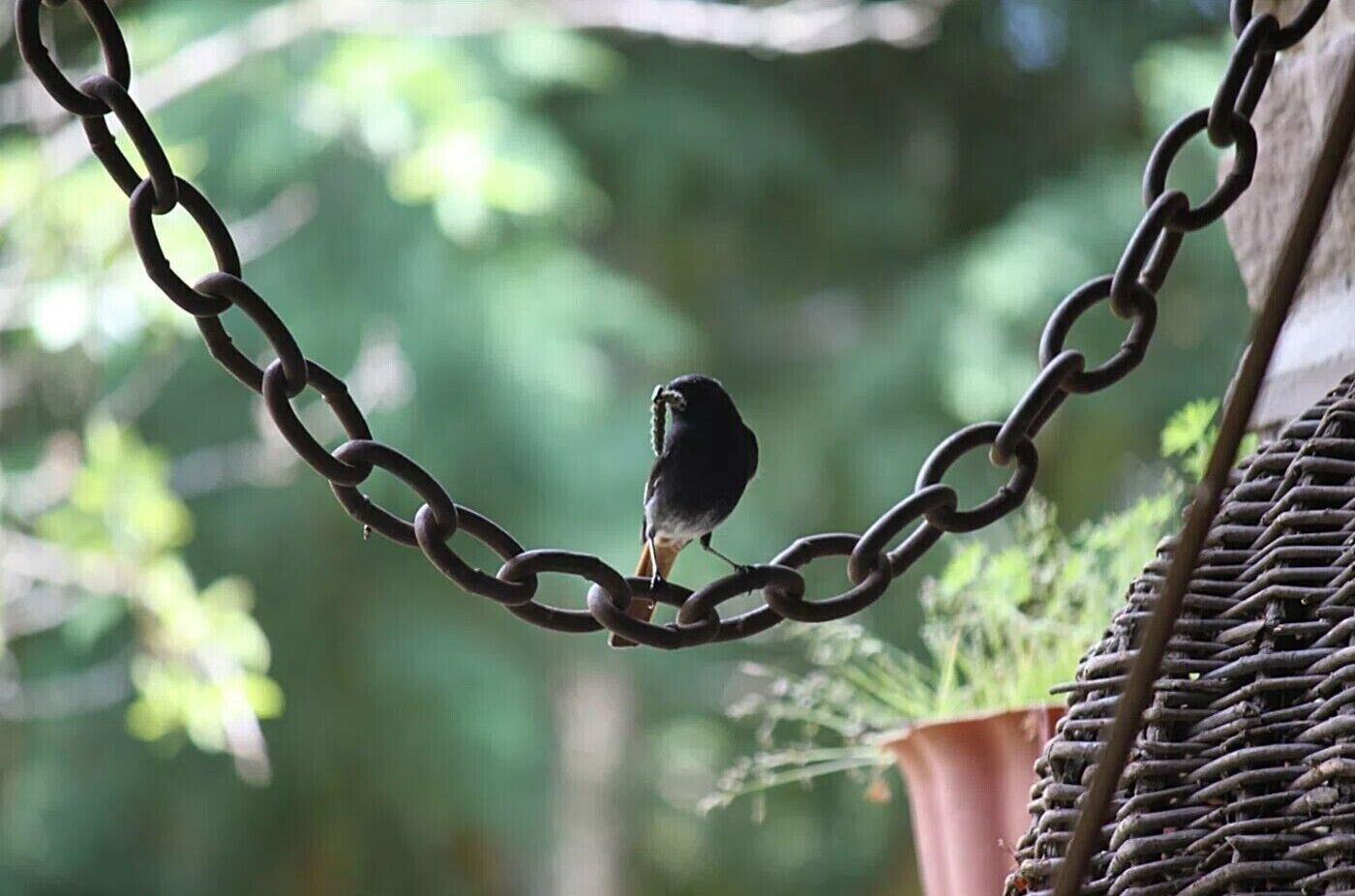 Un uccello posato su una rete metallica.