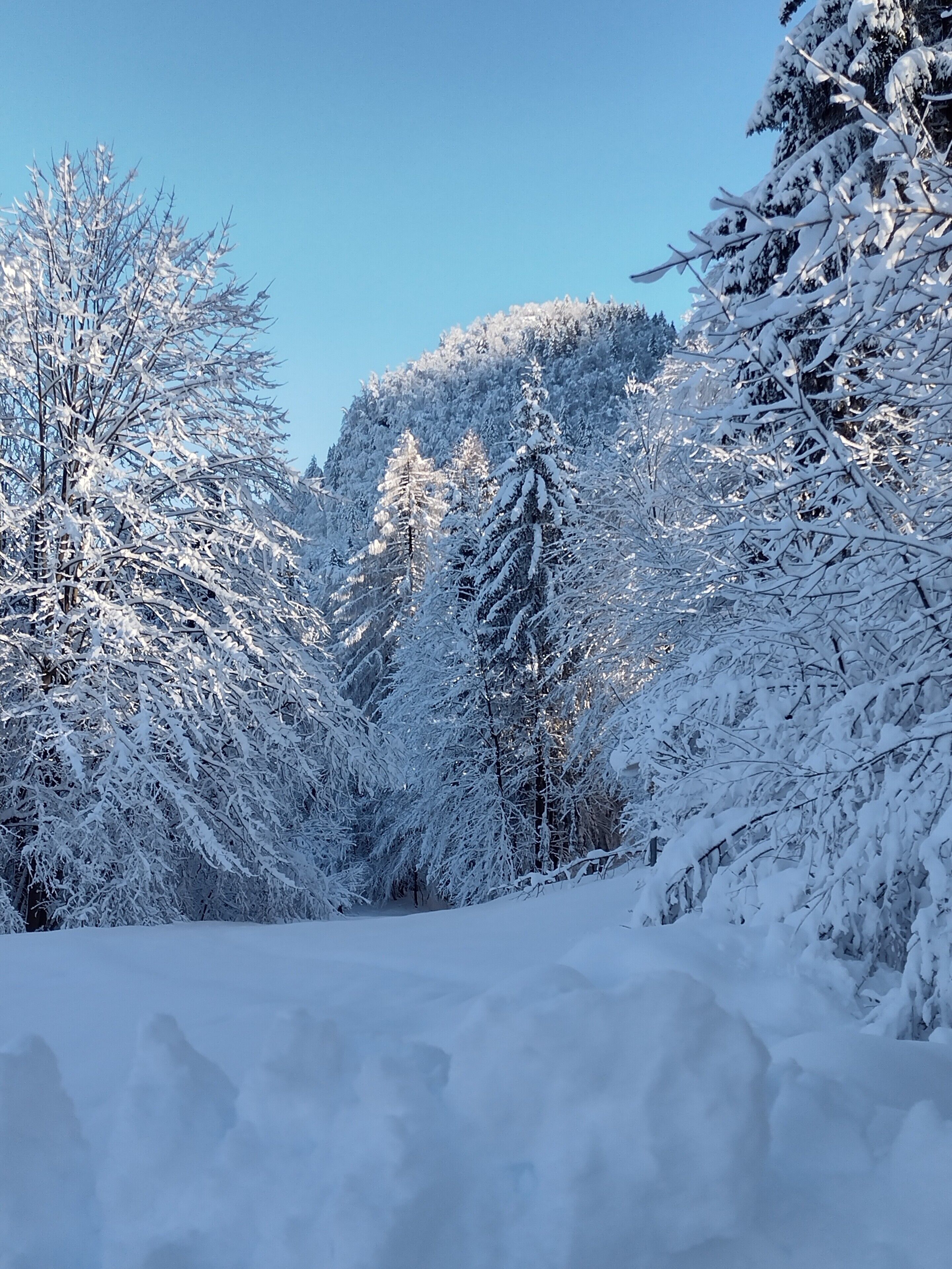 Paesaggio innevato di una foresta con alberi fitti e cielo azzurro intenso.