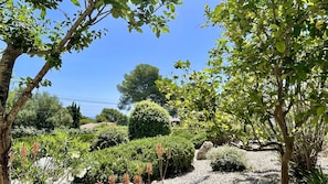 Un jardín con diversas plantas y árboles, un camino de grava y un cielo azul claro.