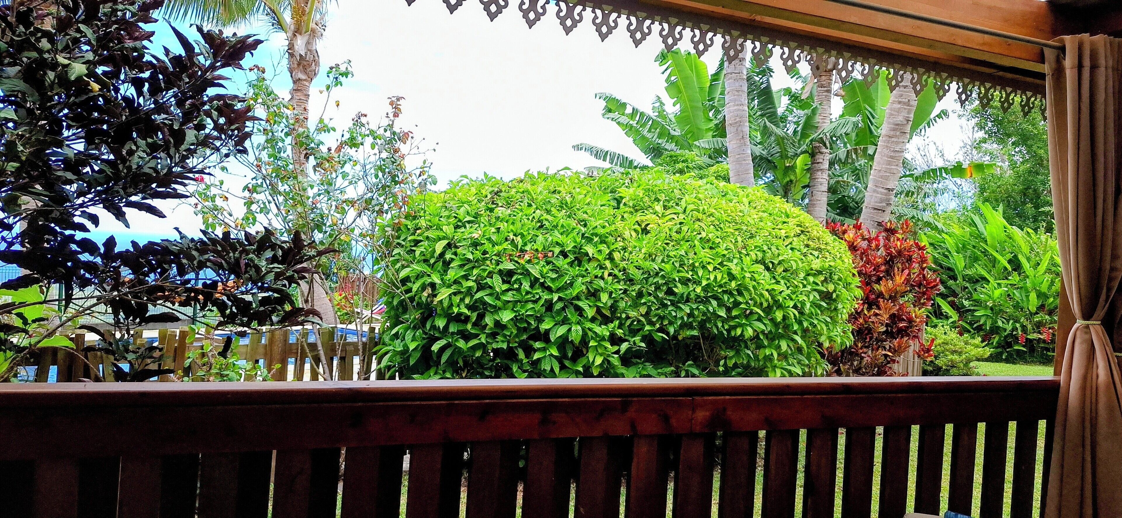A lush garden with a variety of plants and trees, including a large bush and palm trees.