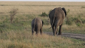 Twee olifanten lopen over een stoffig pad in een grasveld.