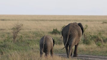 Game viewing
