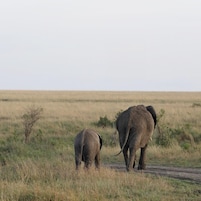 Game viewing