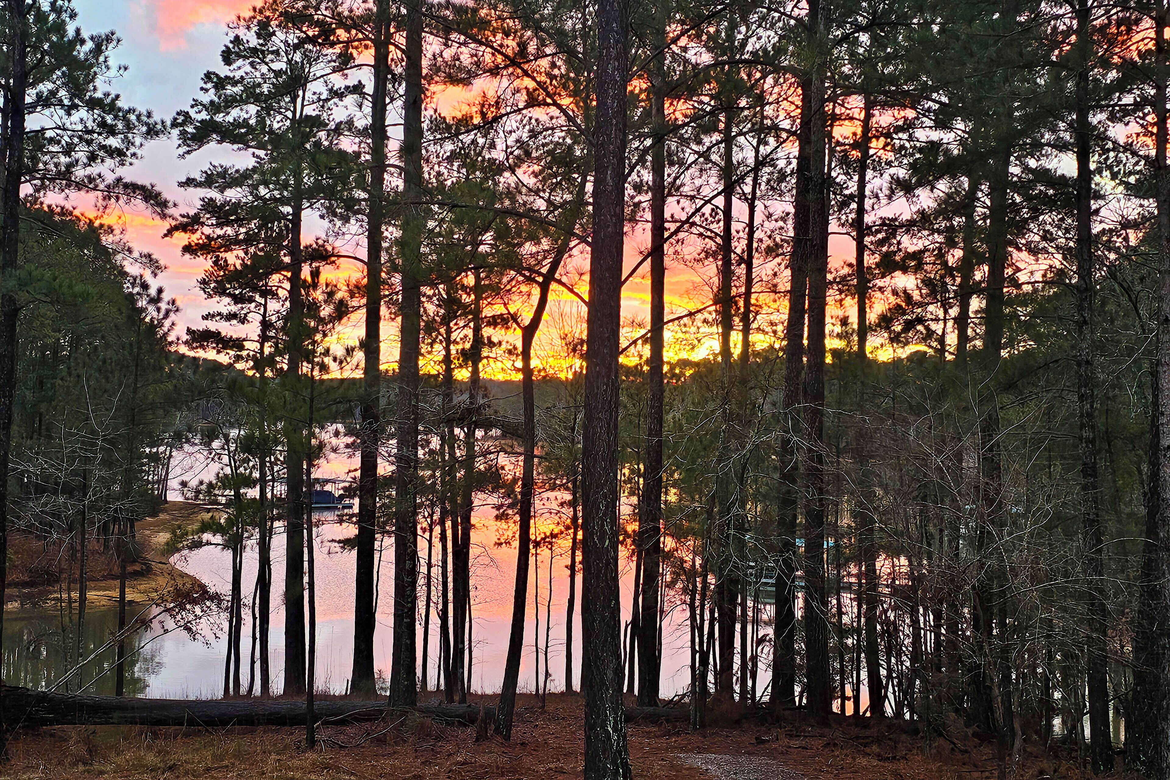 A forest with tall trees and a calm body of water reflecting the sky.
