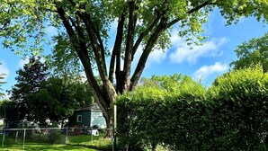 Un gran árbol con tres sillas Adirondack dispuestas en semicírculo sobre un césped.