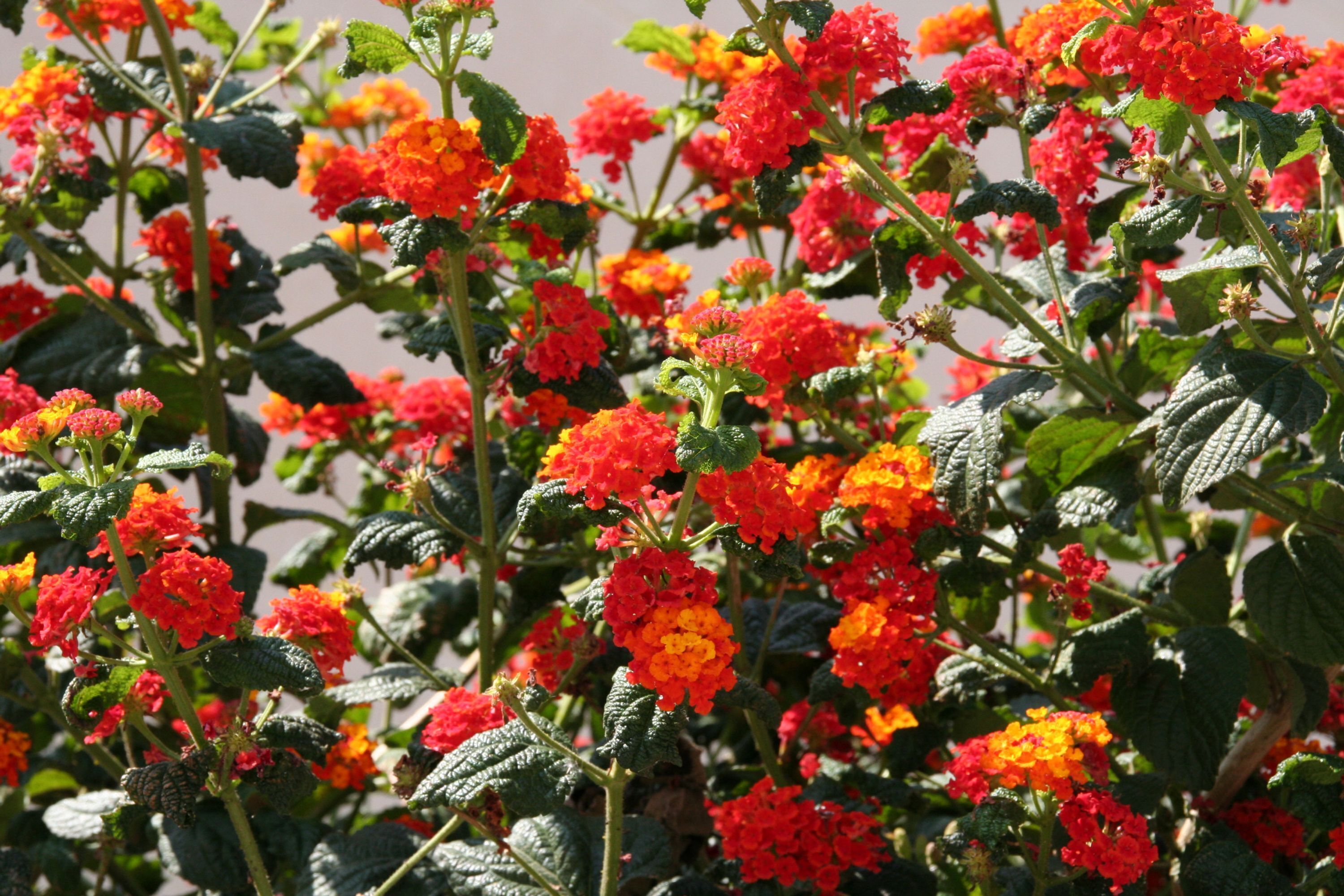 A garden with dense clusters of red and orange flowers.