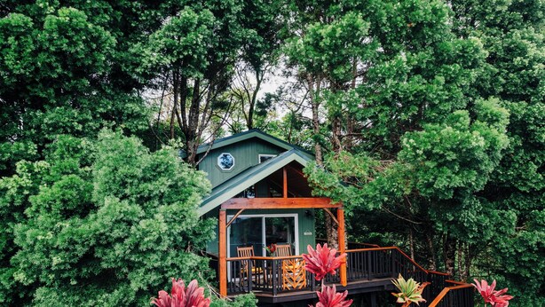 A cabin surrounded by dense green foliage, with a wooden deck and a glass door leading to the interior. - The Treehouse at Hulili Farm - NEW  (Hakalau)