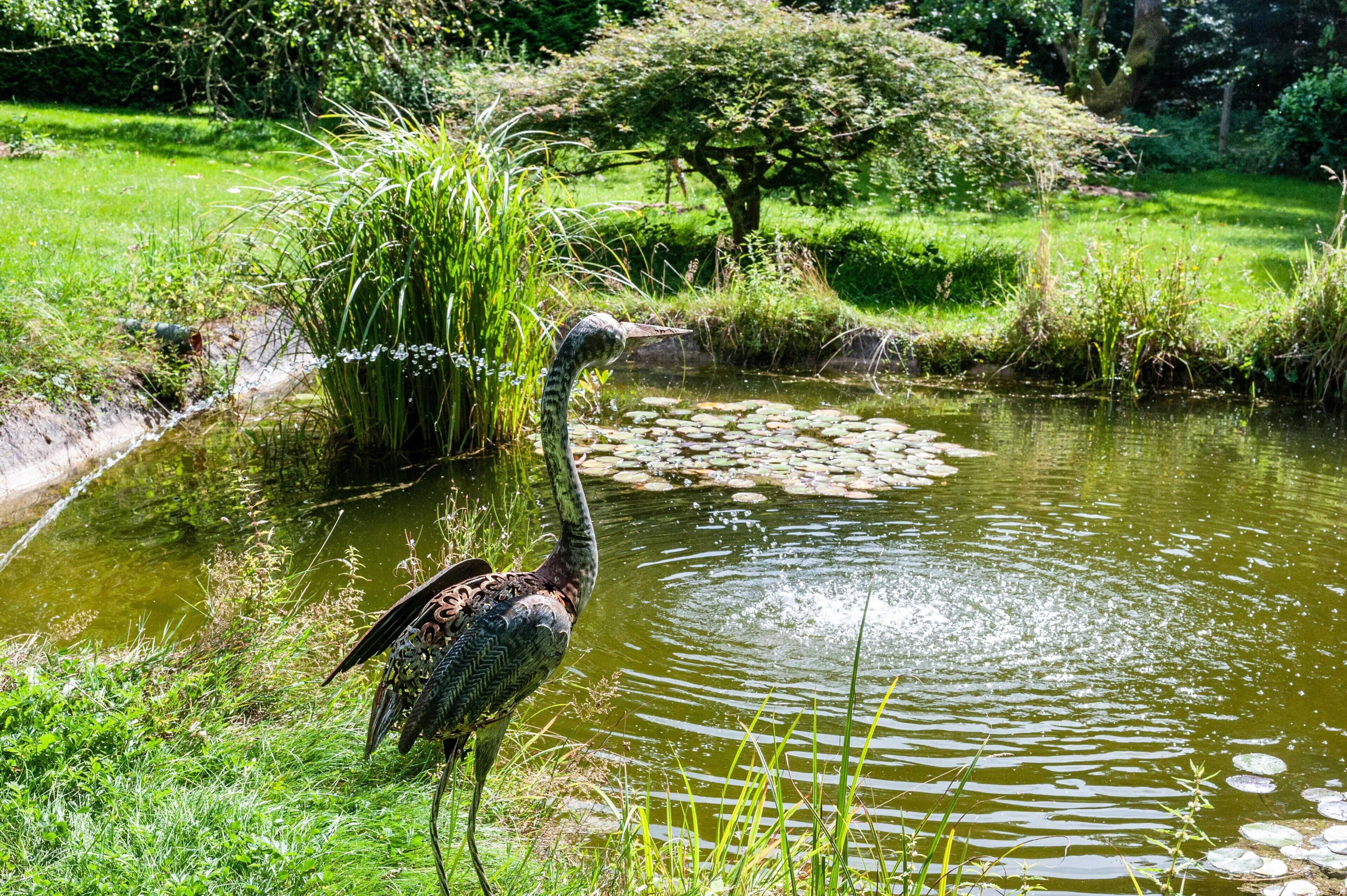 Un oiseau se tient près d’un étang où flottent des nénuphars, entouré de verdure et d’arbres.