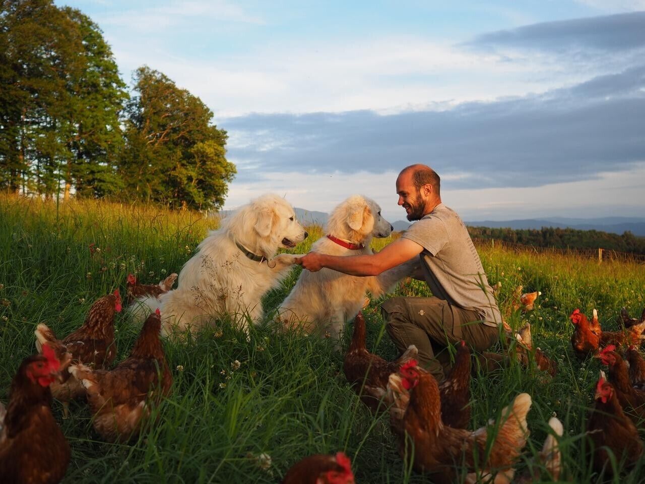 Eine Person interagiert mit zwei Hunden auf einer Wiese, auf der auch Hühner laufen.
