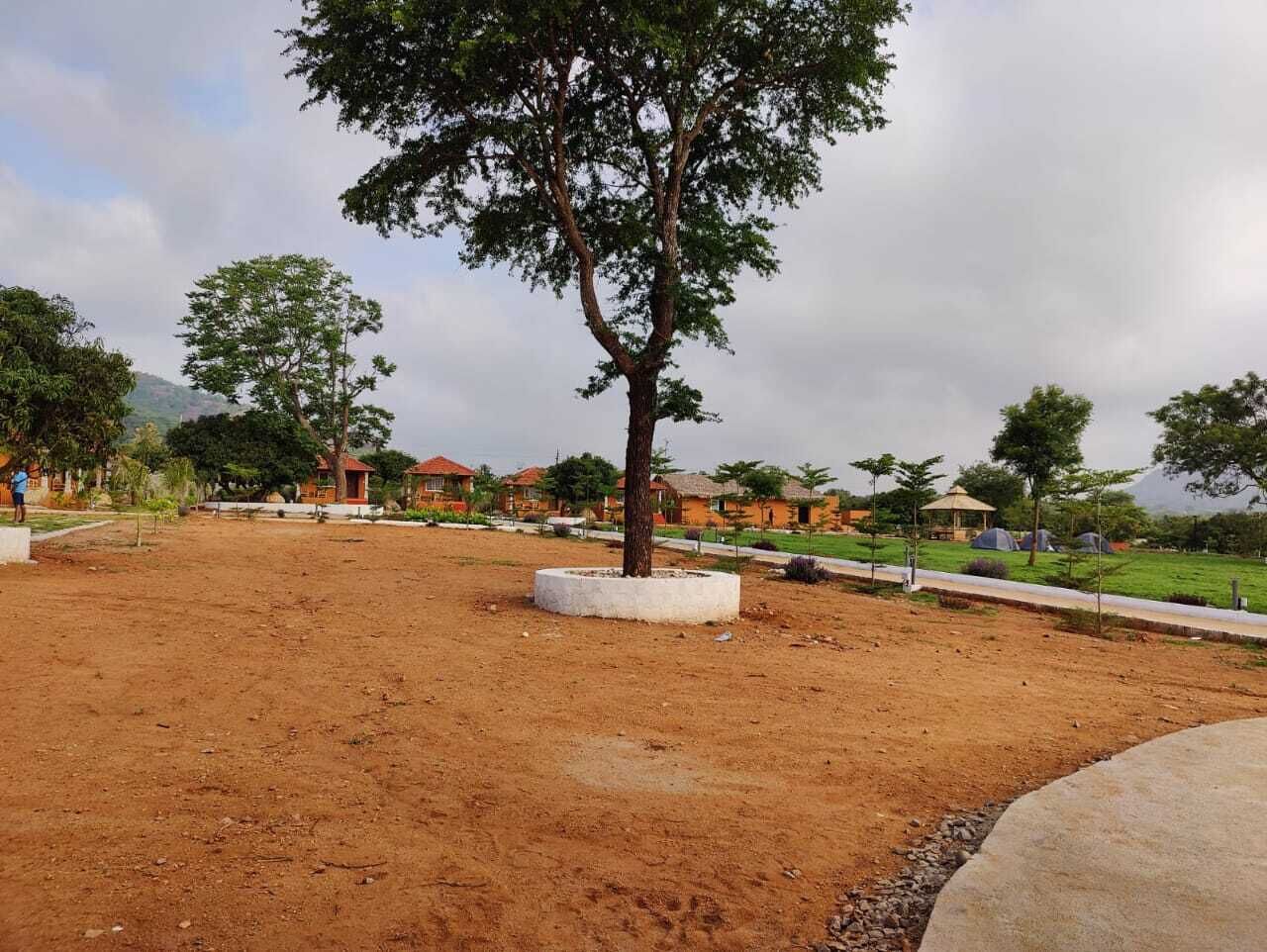 Un campo de tierra con un árbol en el centro, rodeado por un muro bajo.