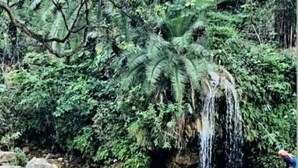 Garden - Tree House Cottage and Resort (Narendranagar)