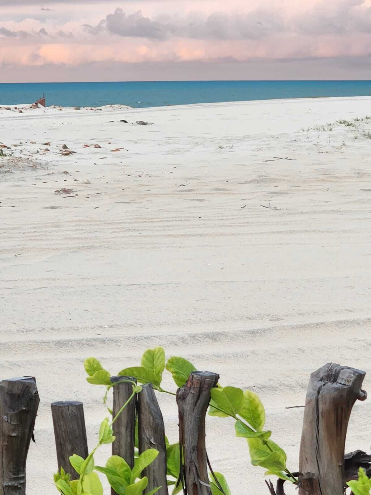 A beach with a wooden fence and green plants in the foreground.