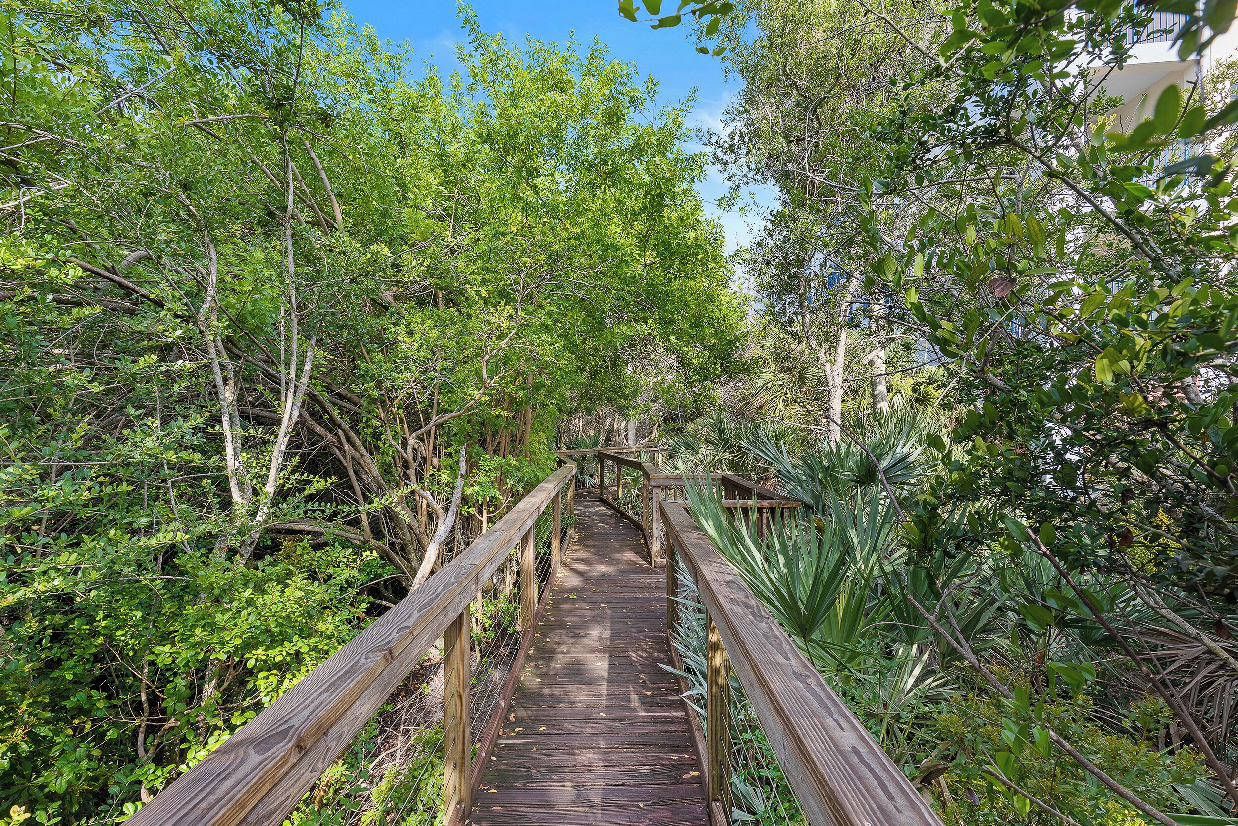 Un paseo marítimo de madera que atraviesa un bosque frondoso y verde.