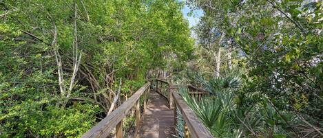 Un paseo marítimo de madera que atraviesa un bosque frondoso y verde.
