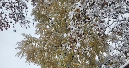 Quaint cozy cottage nestled on the quiet shores of Pigeon Lake in Howe