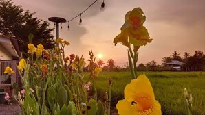 A rural landscape with a field of yellow flowers, a house, and a sunset in the background. - Kurau Inn  Farmstay (Kuala Kurau)