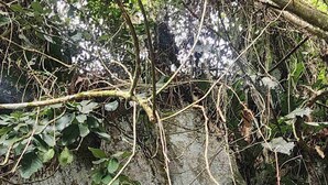 A rocky cliff with natural holes and overhanging vegetation. - Hotel Casa Portones  (San Bernardo)