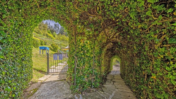A stone pathway surrounded by lush green foliage, leading to a building with a blue door and a small structure nearby. - Villa in Cortona with 3 bedrooms sleeps 6 (Cortona)